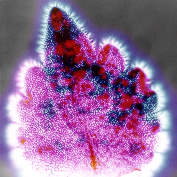 Kirlian_foglia